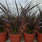 Ľanovník novozélandský (Phormium Tenax) ‘PLATT'S BLACK’ - výška 30-40 cm, kont. C3L